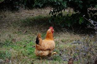 土鸡的养殖技术视频