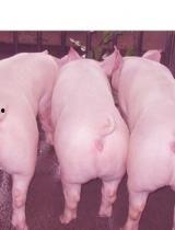 养仔猪视频