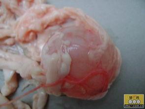 猪猪蛋视频,趣味横生的萌宠日常