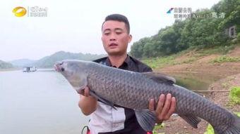 青鱼视频成人,探索成人生涯的精彩瞬间