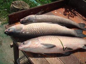 青鱼视频成人,探索成人生涯的精彩瞬间