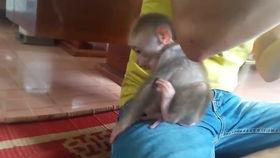 小猴子视频大全搞笑,小猴子视频大全搞笑集锦