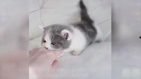 小猴子视频大全搞笑,小猴子视频大全搞笑集锦