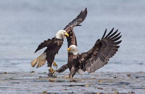 秃鹰国外狩猎视频,揭秘国外惊心动魄的狩猎瞬间