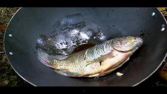 善鱼视频,探寻海洋生物的奇妙世界