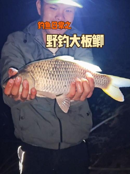 善鱼视频,探寻海洋生物的奇妙世界