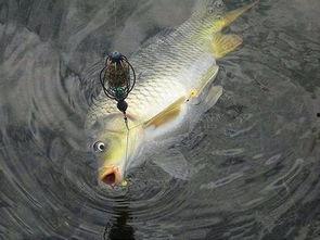 善鱼视频,探寻海洋生物的奇妙世界