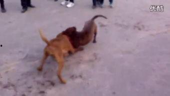 狗与狗打架视频,一场宠物间的力量对决