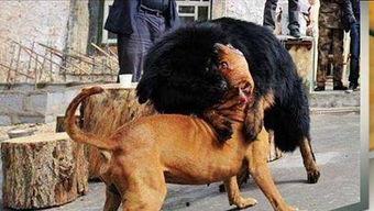 狗与狗打架视频,一场宠物间的力量对决