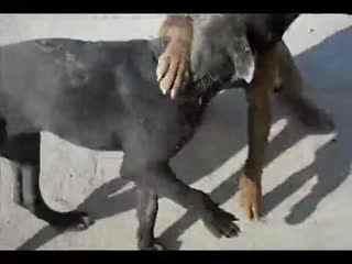 狗与狗打架视频,一场宠物间的力量对决