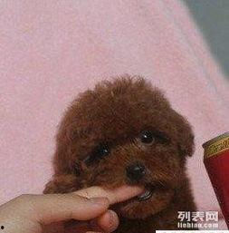 泰迪玩耍视频,一场充满活力的玩耍盛宴