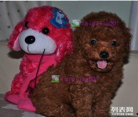 泰迪玩耍视频,一场充满活力的玩耍盛宴